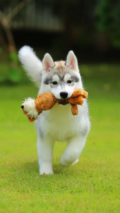 Siberian Husky Puppy Hold Toy in Mouth in the Park - Screenshot 1