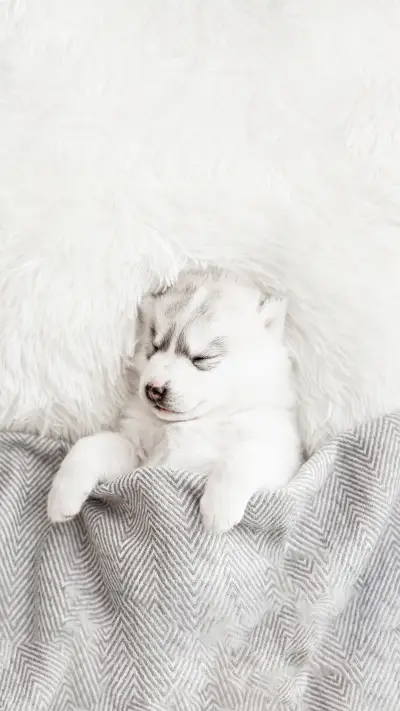 Cute Siberian Husky Puppy Sleep Under a Grey Blanket