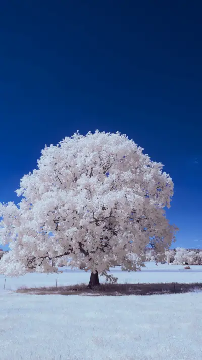 Northern Scenery - Screenshot 1