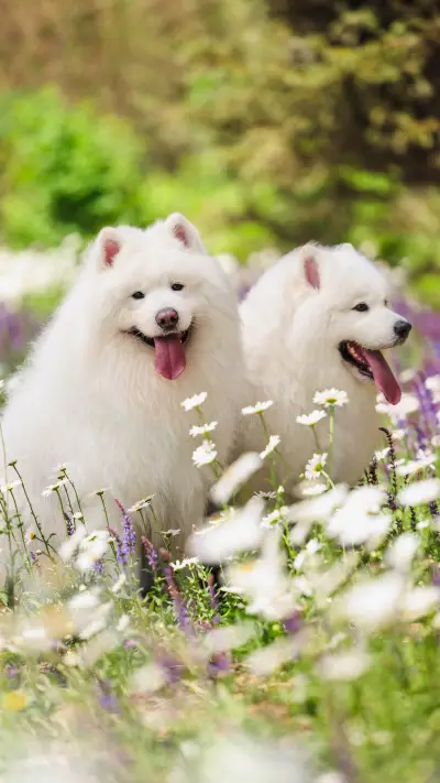 Be a civilized dog owner