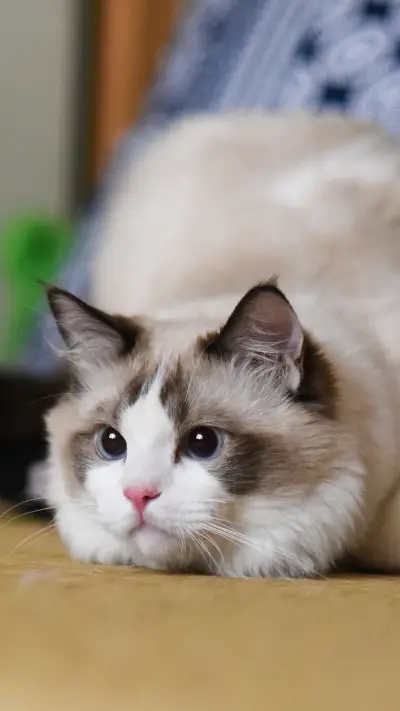 What if the cat is afraid of strangers 2