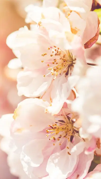 花朵 - Screenshot 1