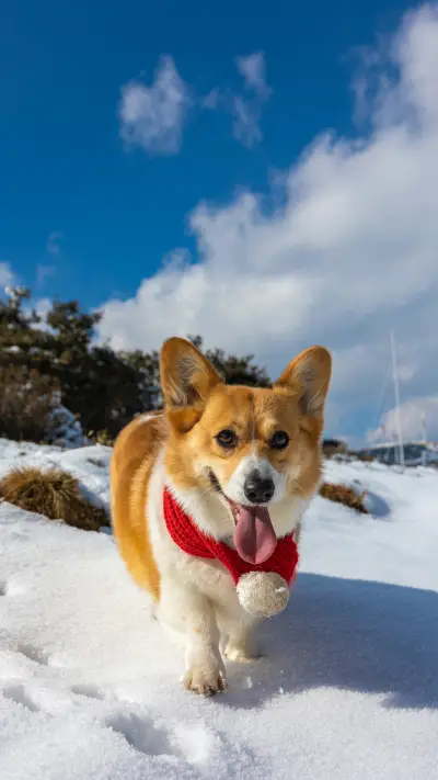 A corgi dog with a red scarf is running in the snow