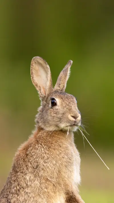 Rabbits rarely eat carrots - Screenshot 1