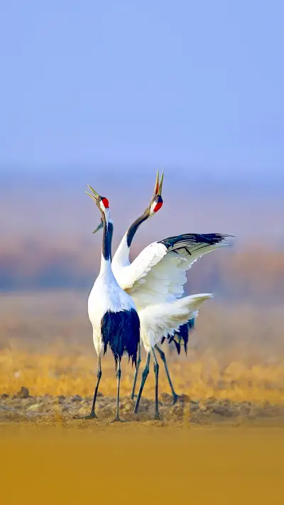 Beautiful Red-crowned Crane