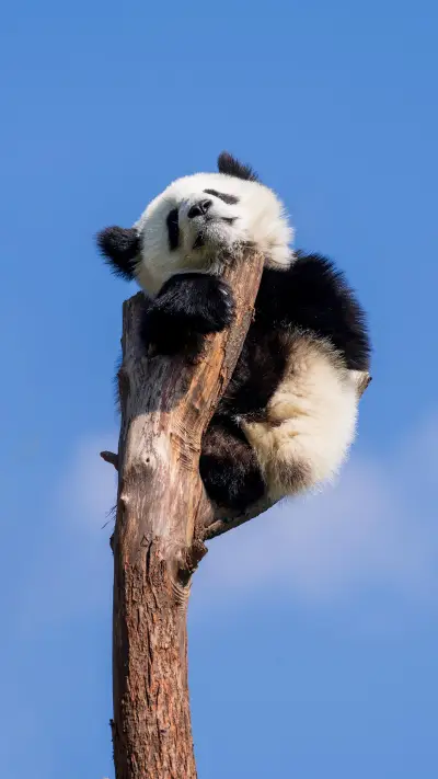 Kung fu panda 2 - Screenshot 1