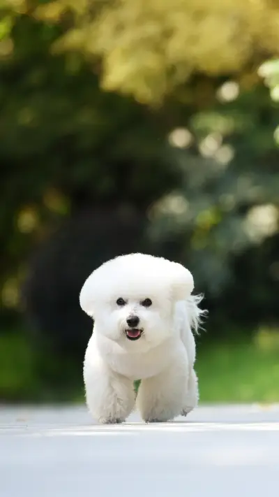 What to do when a dog goes out and rushes