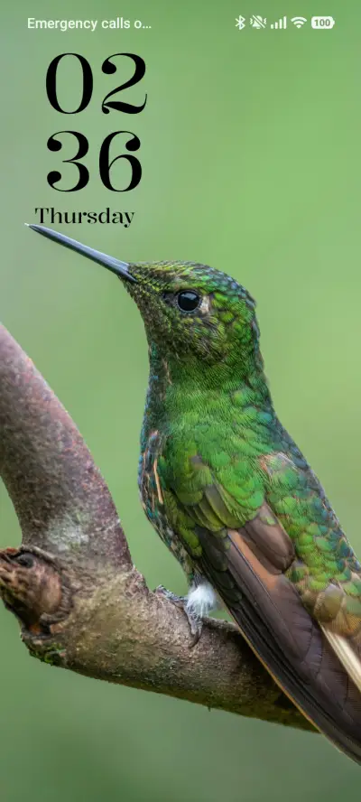 Tiny Hummer