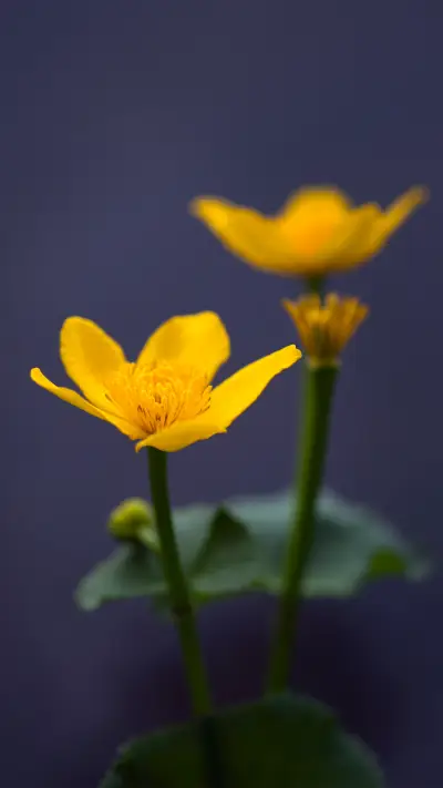 The sound of flowers