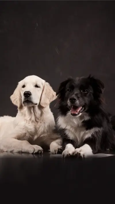 Front of Jinmao and bianmu pk19