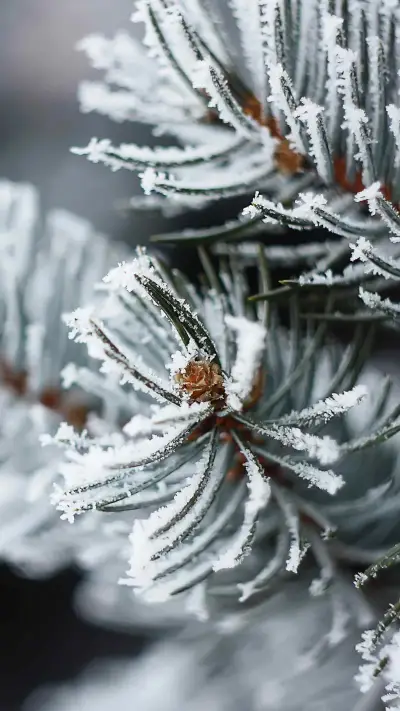 Whiter snow scenery - Screenshot 1