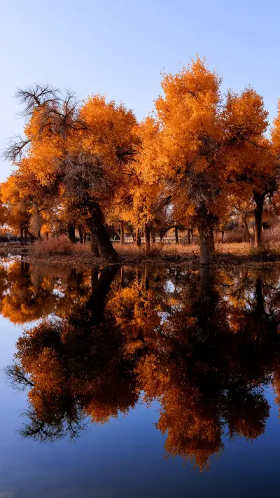 Autumn Populus euphratica forest