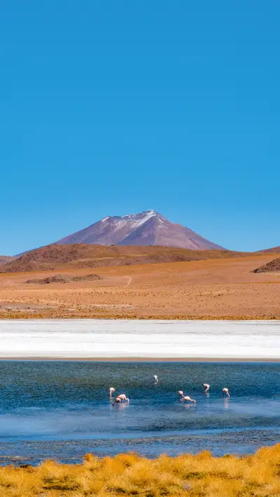 As the flamingos feed in the centre of a lake