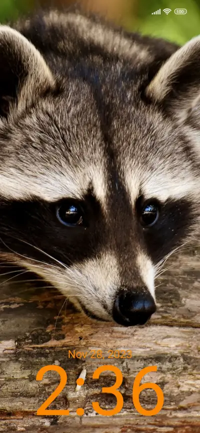 wildlife raccoon