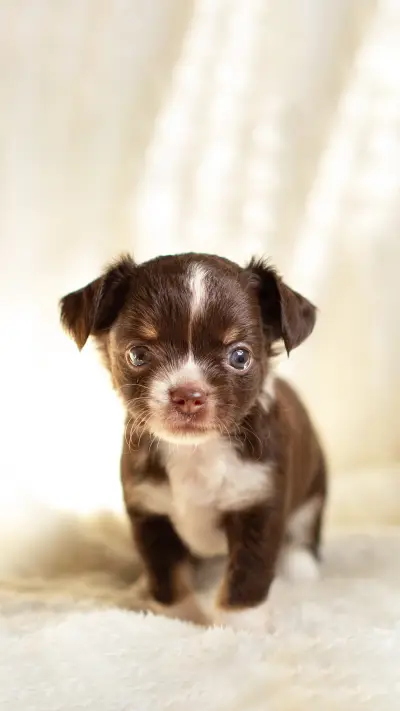 Cute little puppy looking at the camera on a furry chair - Screenshot 1