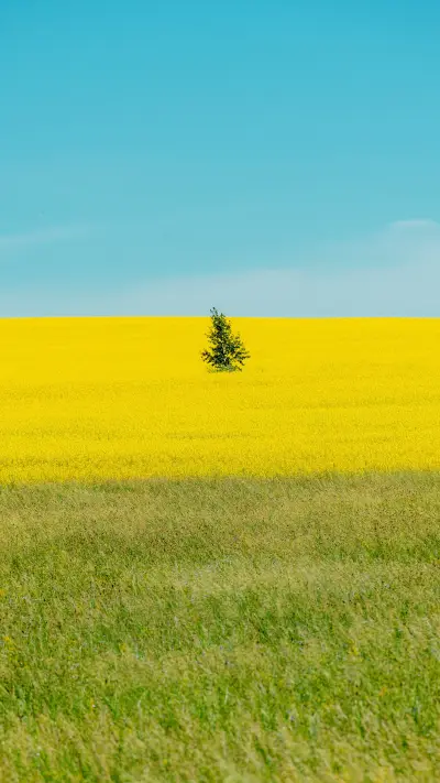 How to take a big picture of rapeseed flowers - Screenshot 1