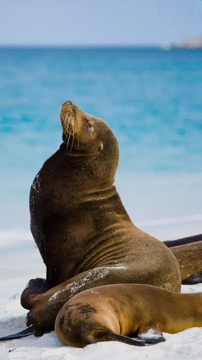 Sea lions seals and seals 1