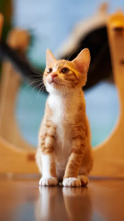 Eight huge meow star people