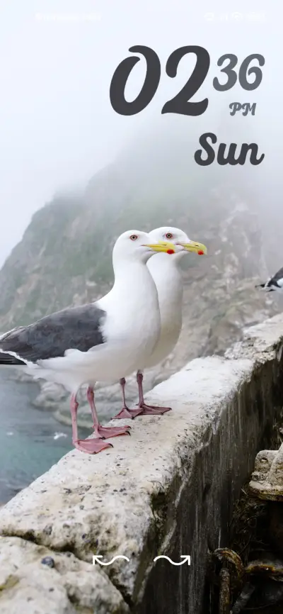 seagull