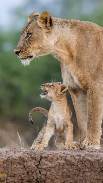 How to distinguish little lions 40