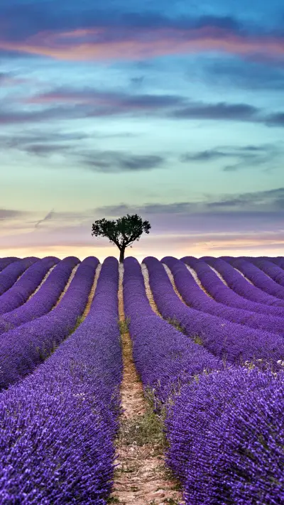 A town surrounded by Lavender 60