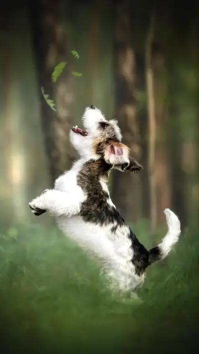 Petit basset griffon vendeen dog playing with flying leafs - Screenshot 1