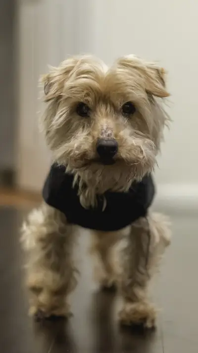 Your hairy child is also your most precious 54