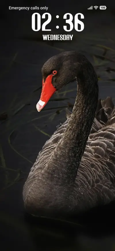 Black Duck