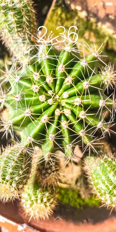Cactus_DWM2