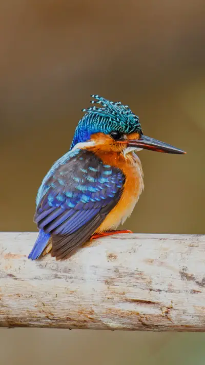 Wooden Perch, Home to a Colorful Kingfisher's Tranquility