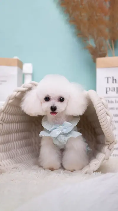 Walking dogs is not right dogs suffer