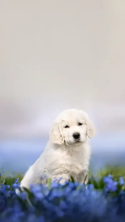 Golden retriever puppy sitting outdoors in summer