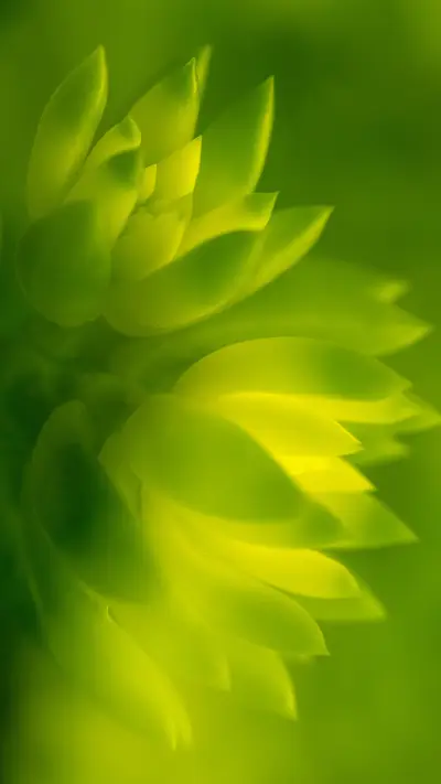 Autumn is the period of succulent growth