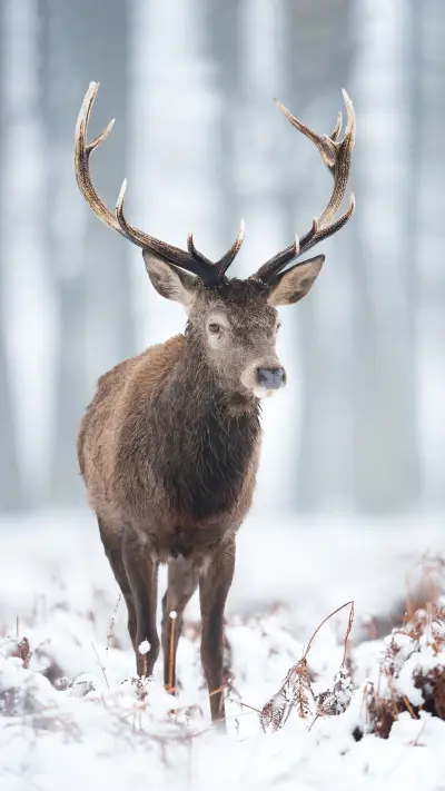 The last reindeer village - Screenshot 1