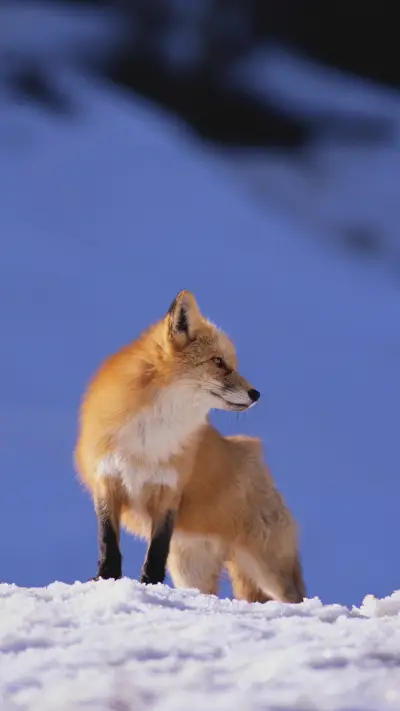 High IQ animals allusions