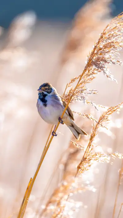 Common reed bunting on Phragmites, singing