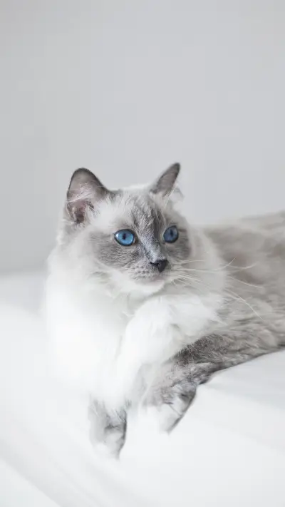 Lazy cat 41 - Screenshot 1