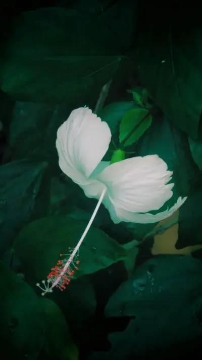 白色花朵 - Screenshot 1