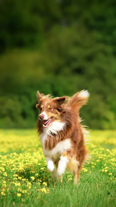 A Dog Running on Flower Land