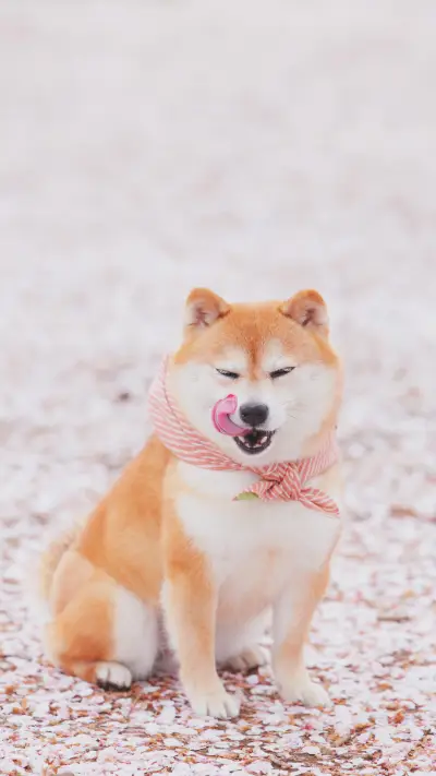 Dog 80 - Screenshot 1