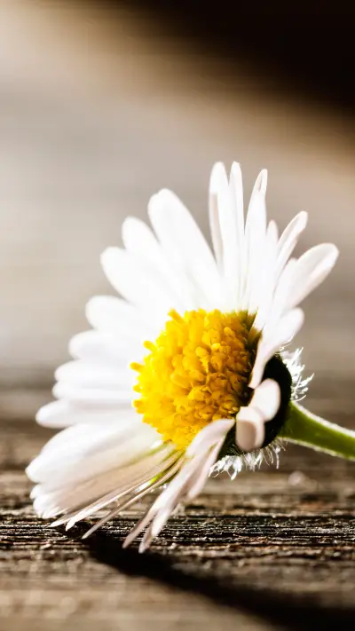 雏菊-【视觉中国】 - Screenshot 1