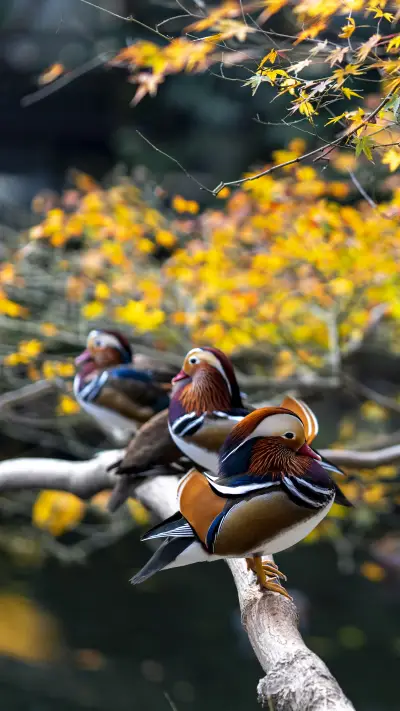 Why don't mandarin ducks like to eat fish