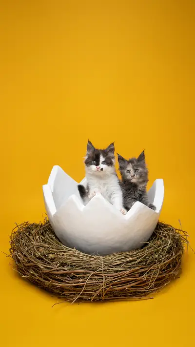 Thestrangebehaviorofcatsaftercoldweather