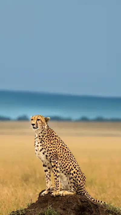 Cheetah from the African Savanah, Kenya