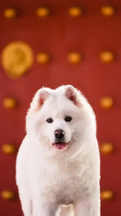 Why Dogs Like to Chase Their Tail 4