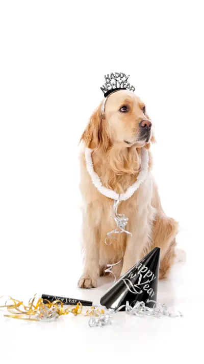 萌宠-【视觉中国】