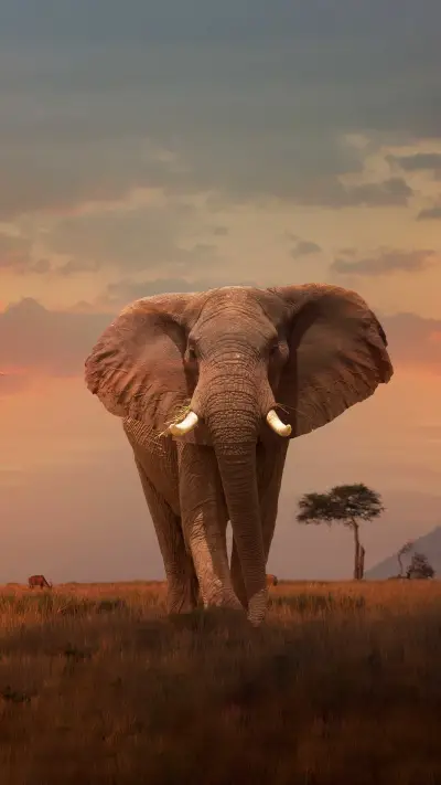 How smart are elephants - Screenshot 1