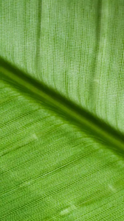 Green Leaf Full Frame