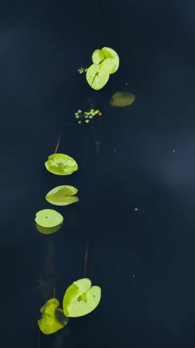 Blackwater water lilies quiet shadow