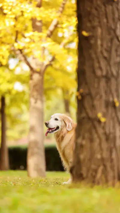 Golden hair and labrador pk